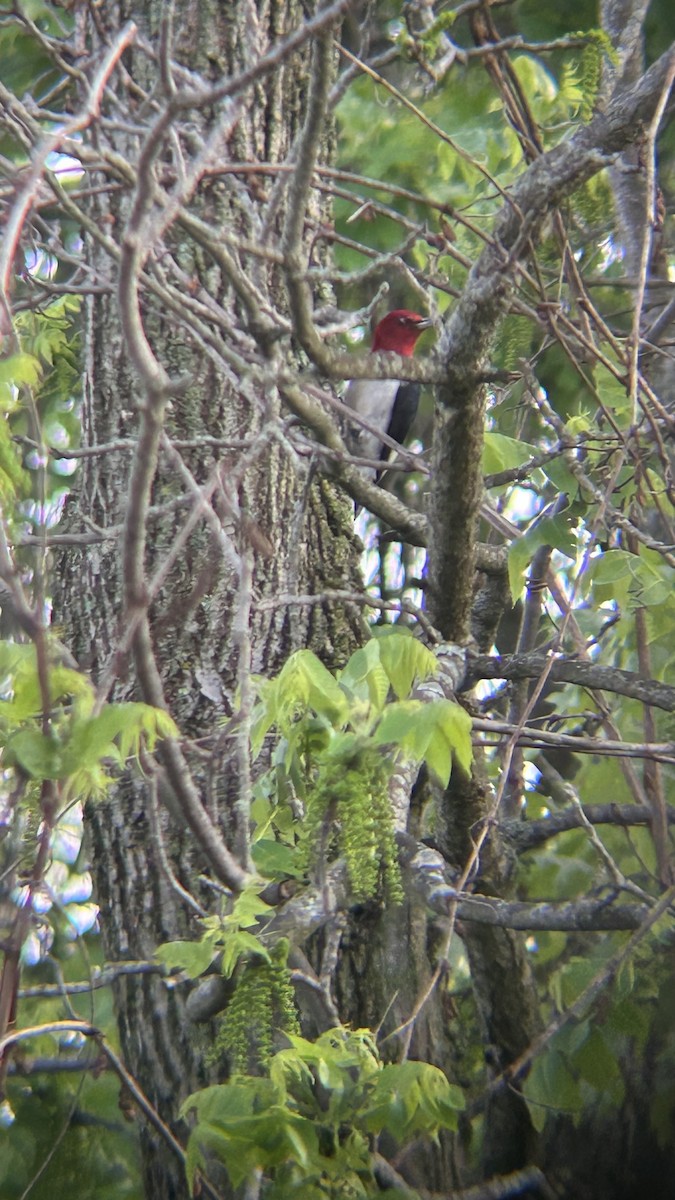 Red-headed Woodpecker - ML618658544