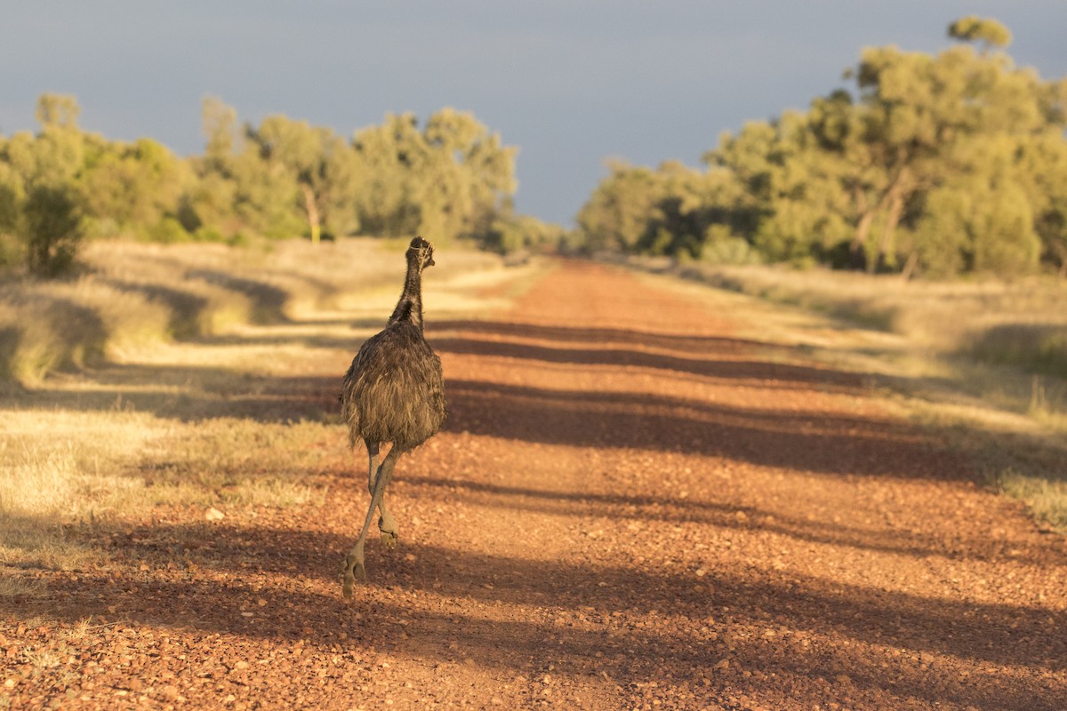 emu hnědý - ML618658555