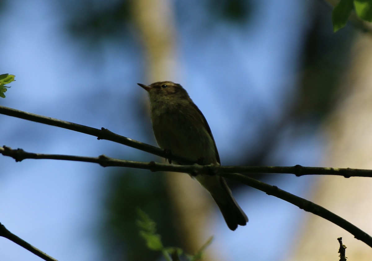 Common Chiffchaff - Bailey McCahon