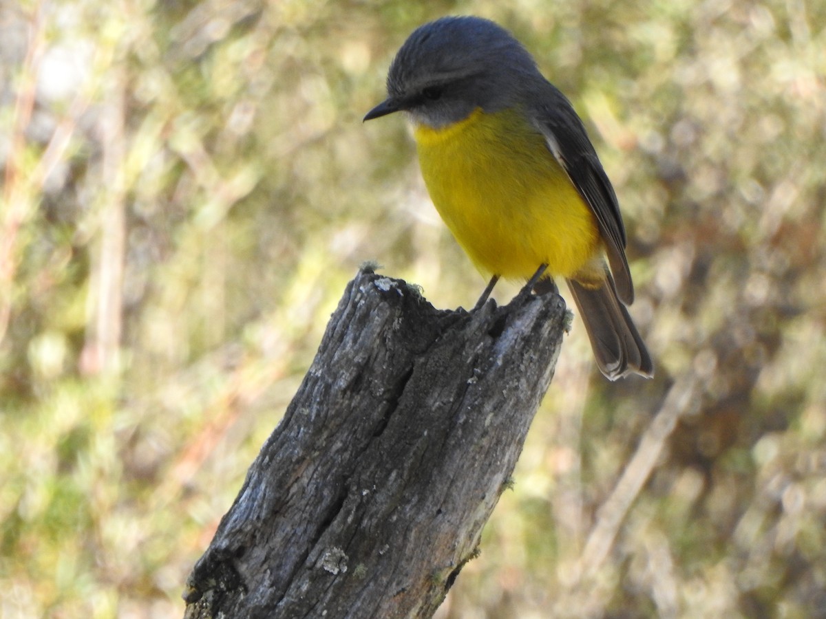 Eastern Yellow Robin - ML618658585