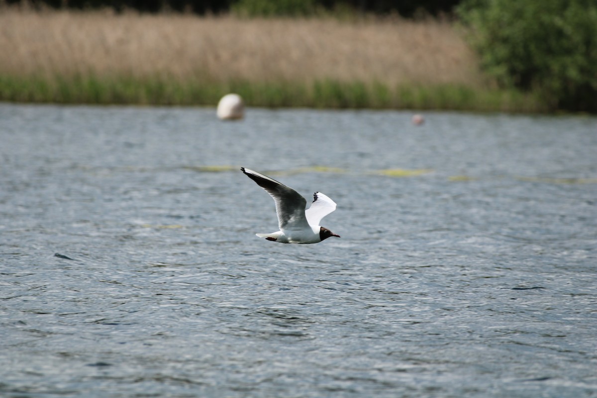 Black-headed Gull - Bailey McCahon