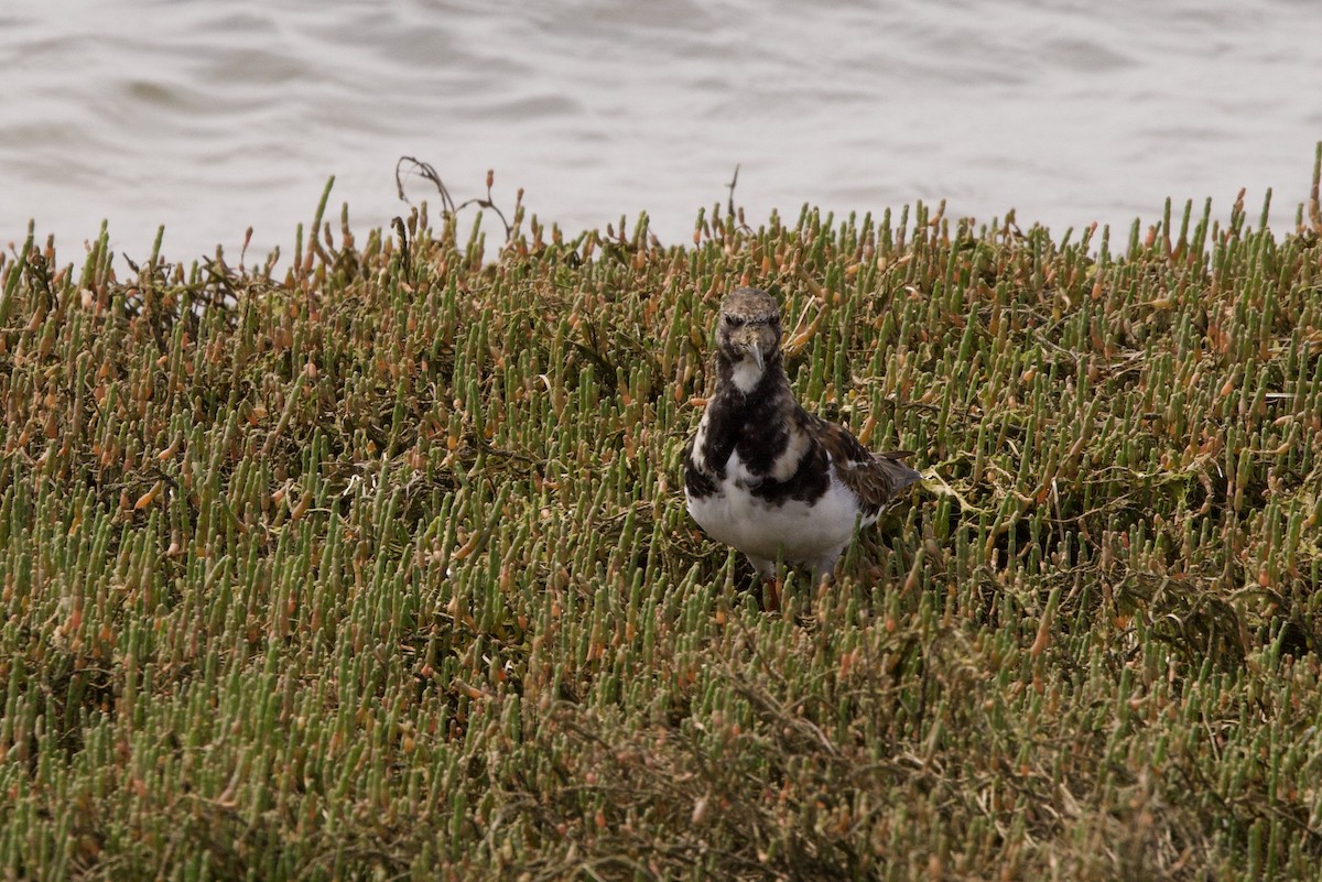 Ruddy Turnstone - John Bruin