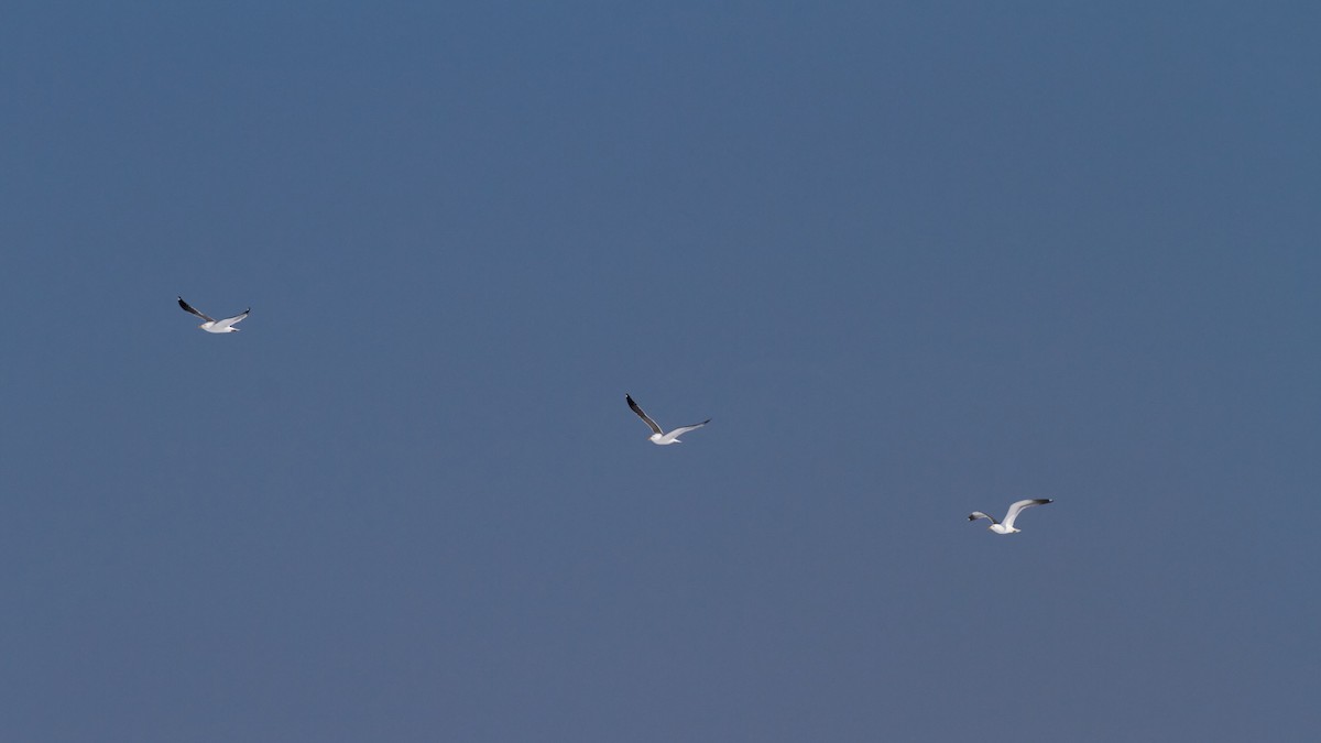 Lesser Black-backed Gull - ML618658647