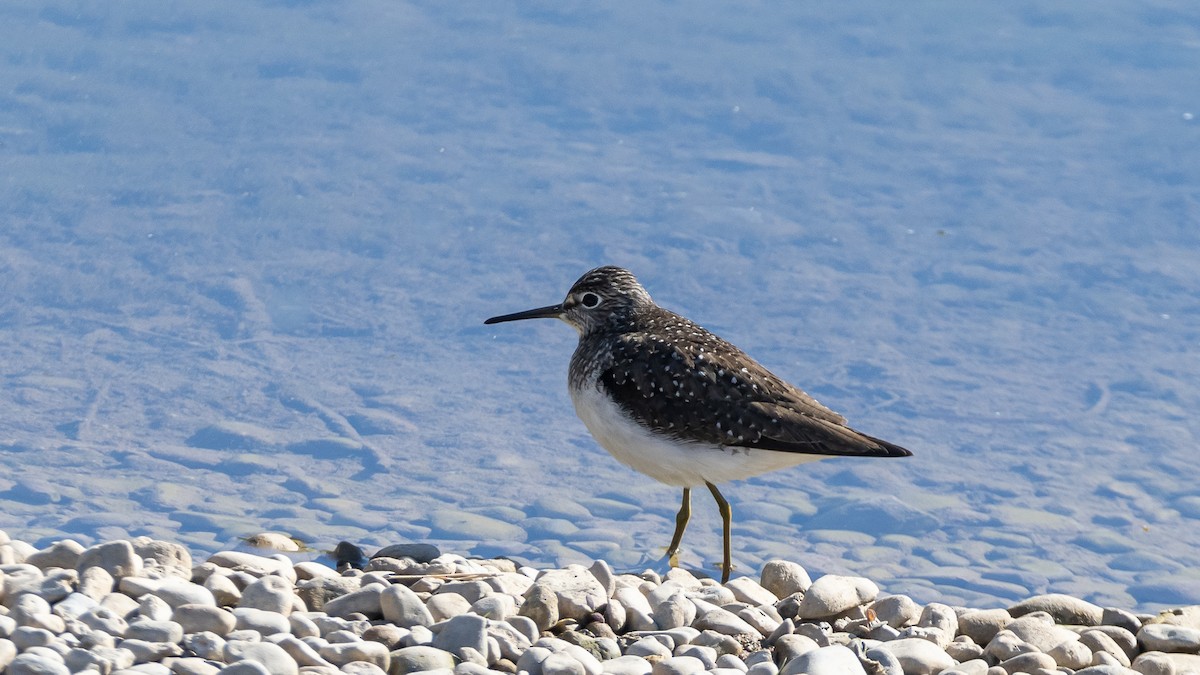 Solitary Sandpiper (solitaria) - ML618658663