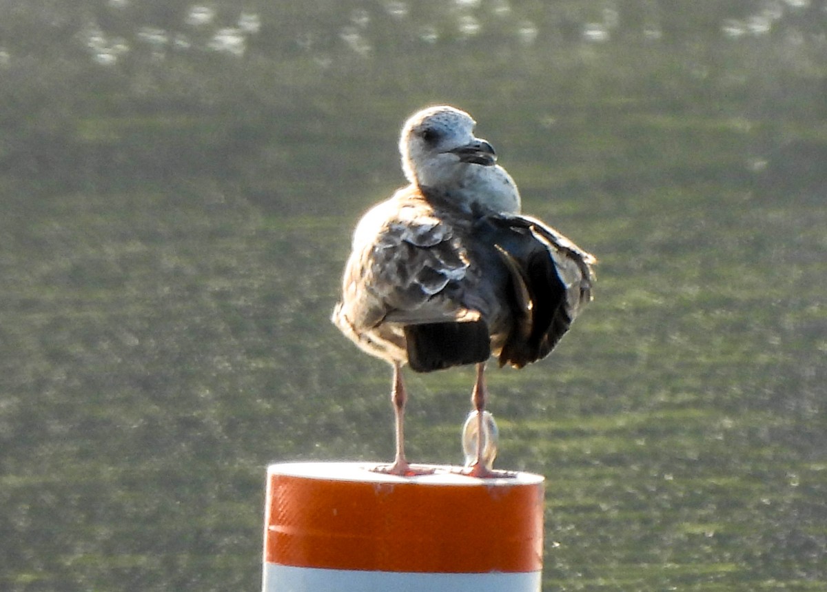 Lesser Black-backed Gull - ML618658667