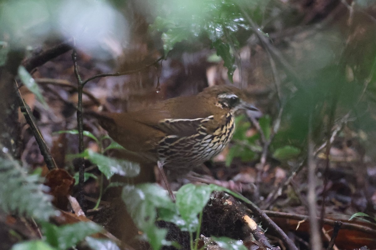 Rufous-tailed Antthrush - ML618658686