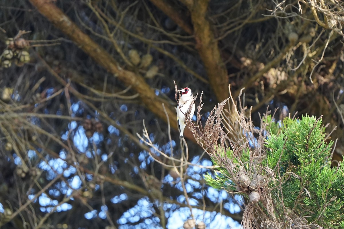 European Goldfinch - Willem Van Bergen