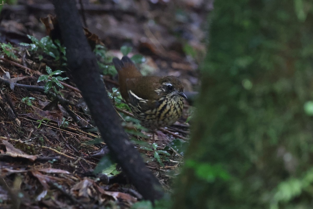 Rufous-tailed Antthrush - ML618658689