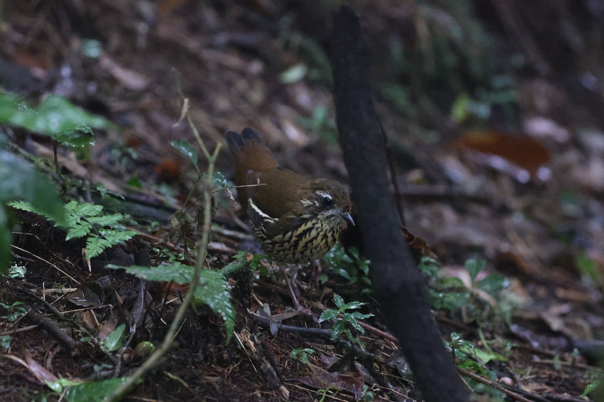 Rufous-tailed Antthrush - ML618658690