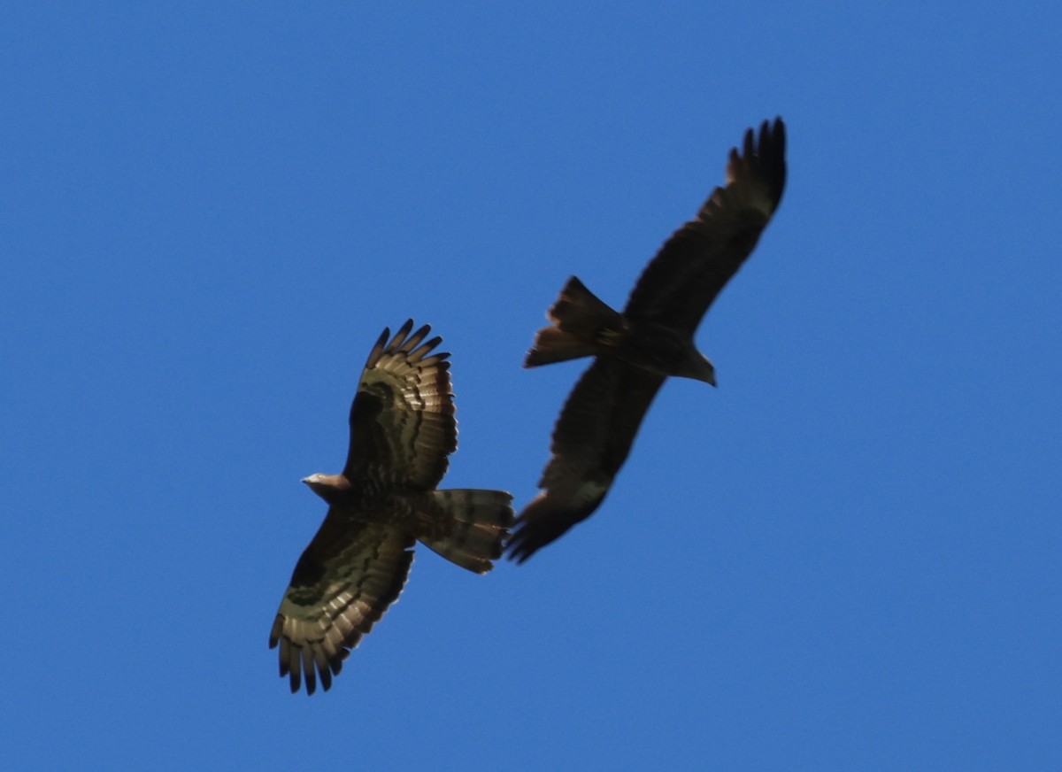 European Honey-buzzard - ML618658729