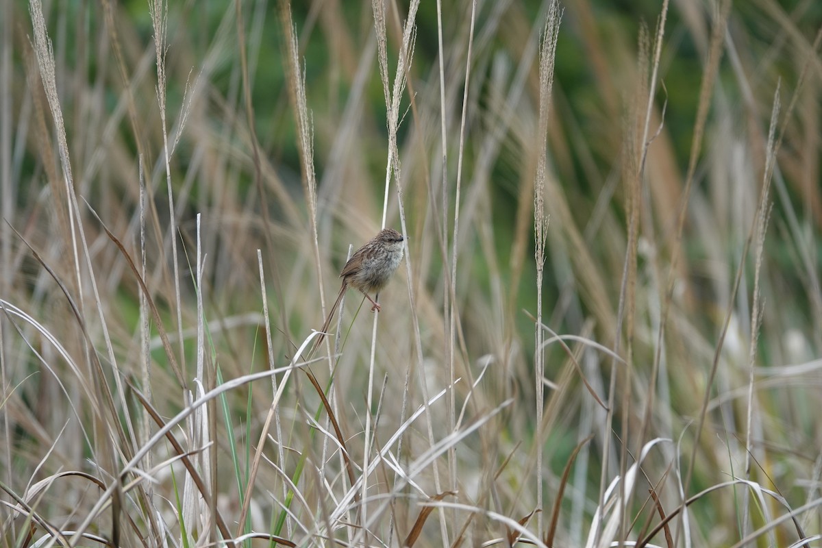 Striped Prinia - ML618658750