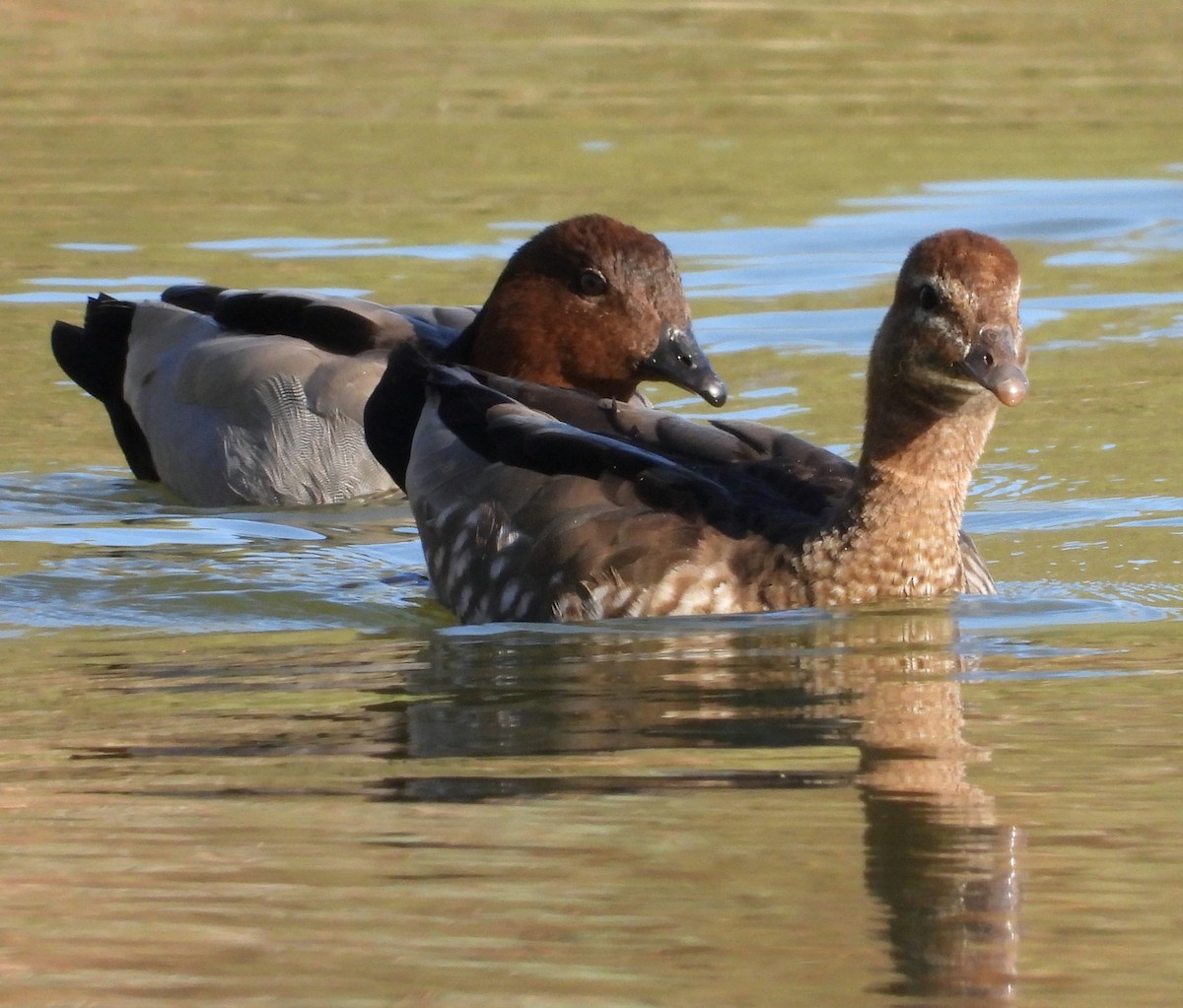 Maned Duck - ML618658777