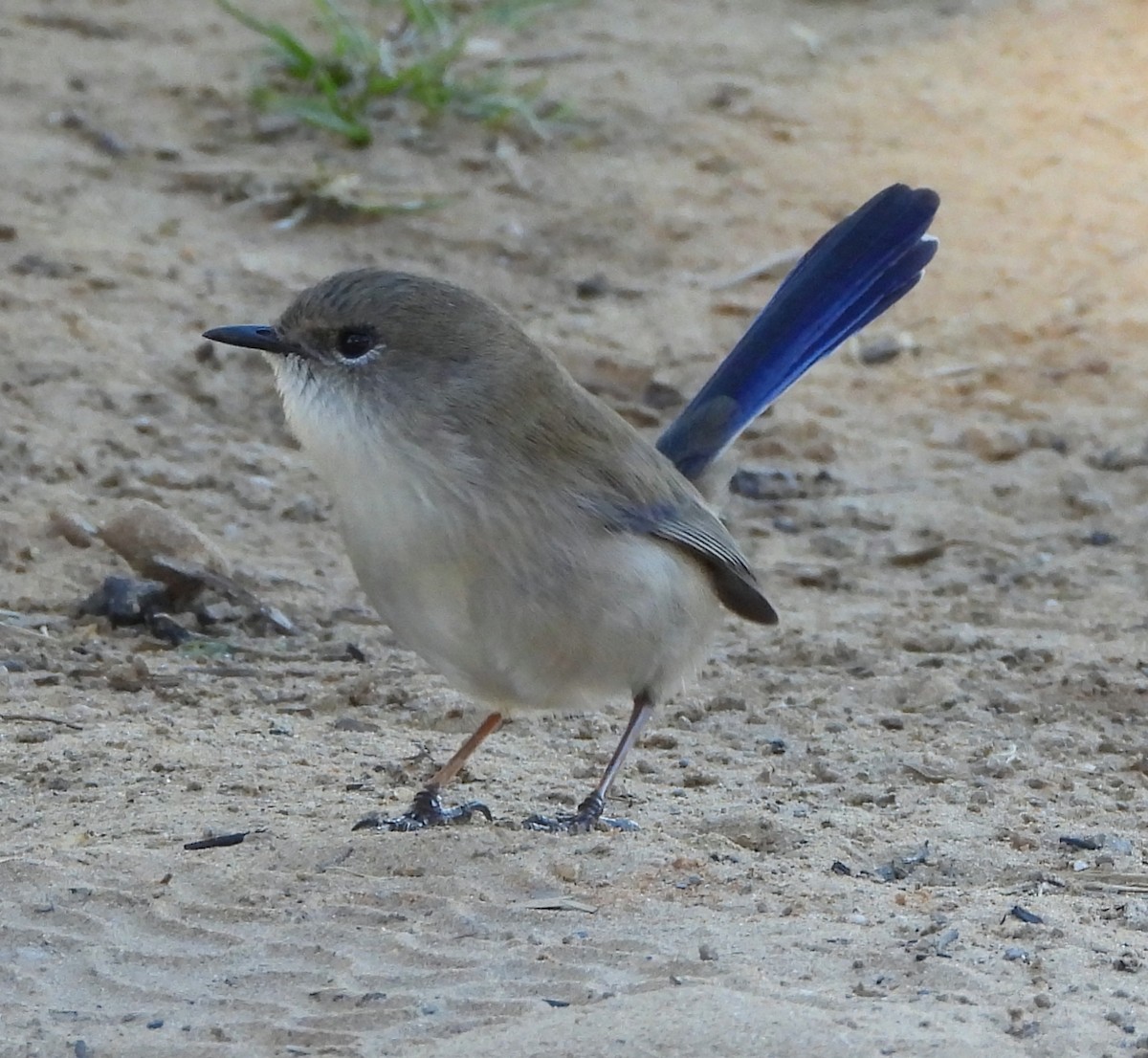 Splendid Fairywren - ML618658801