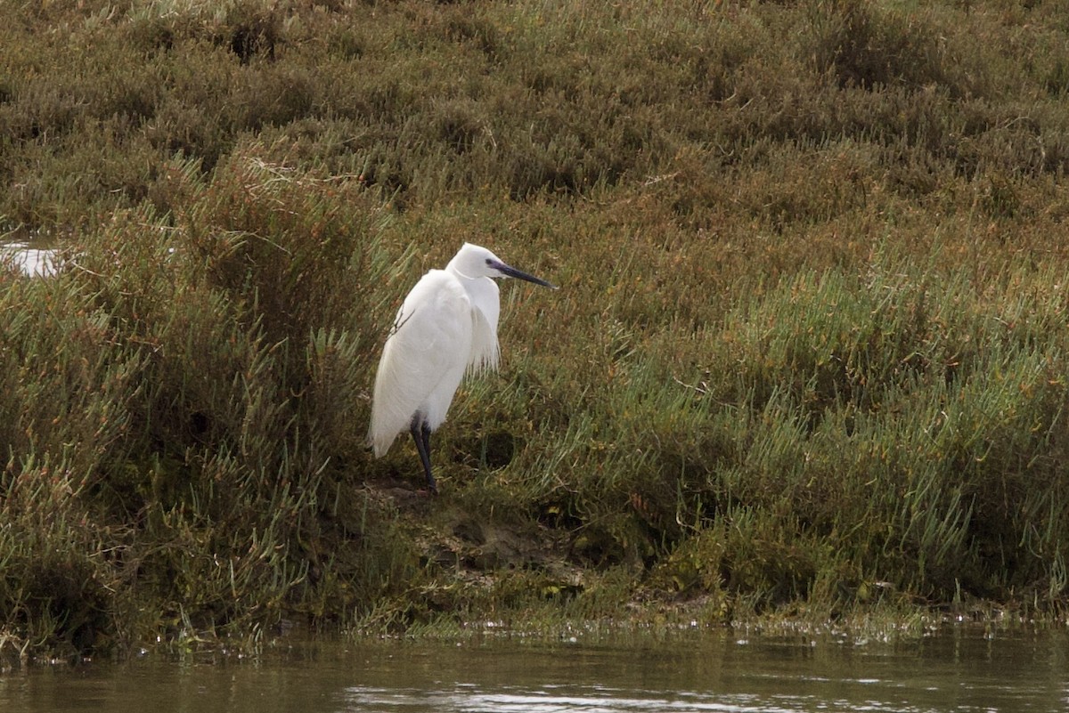 小白鷺 - ML618658820