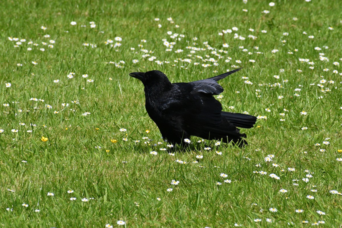 Carrion Crow - ML618658829