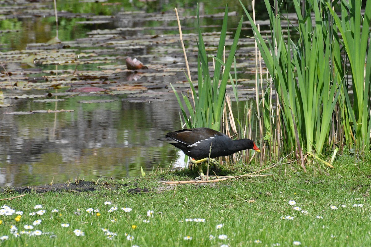 Eurasian Moorhen - ML618658838