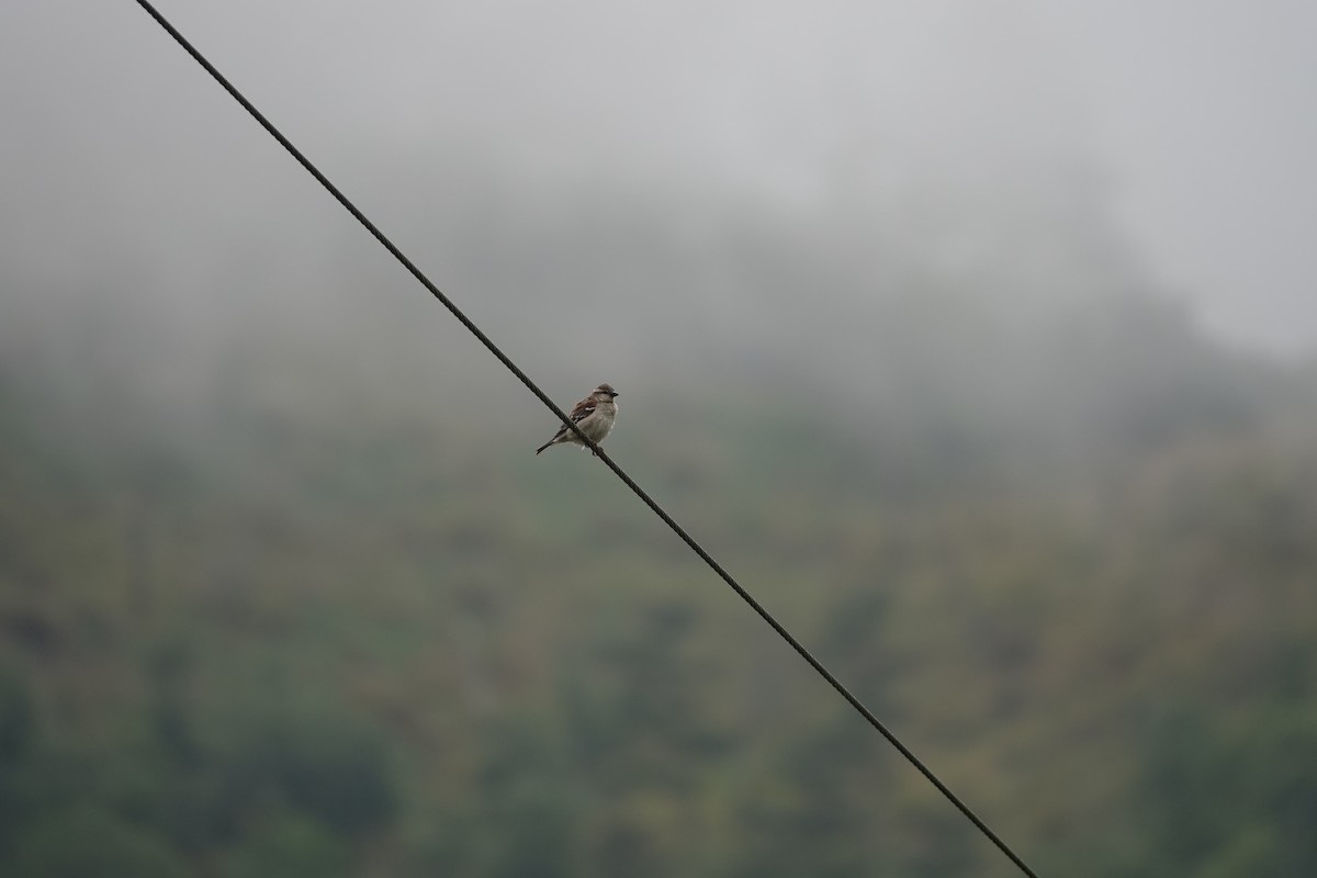 Russet Sparrow - ML618658843