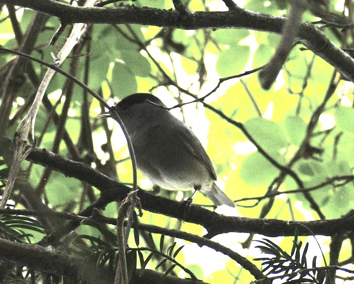 Eurasian Blackcap - ML618658845