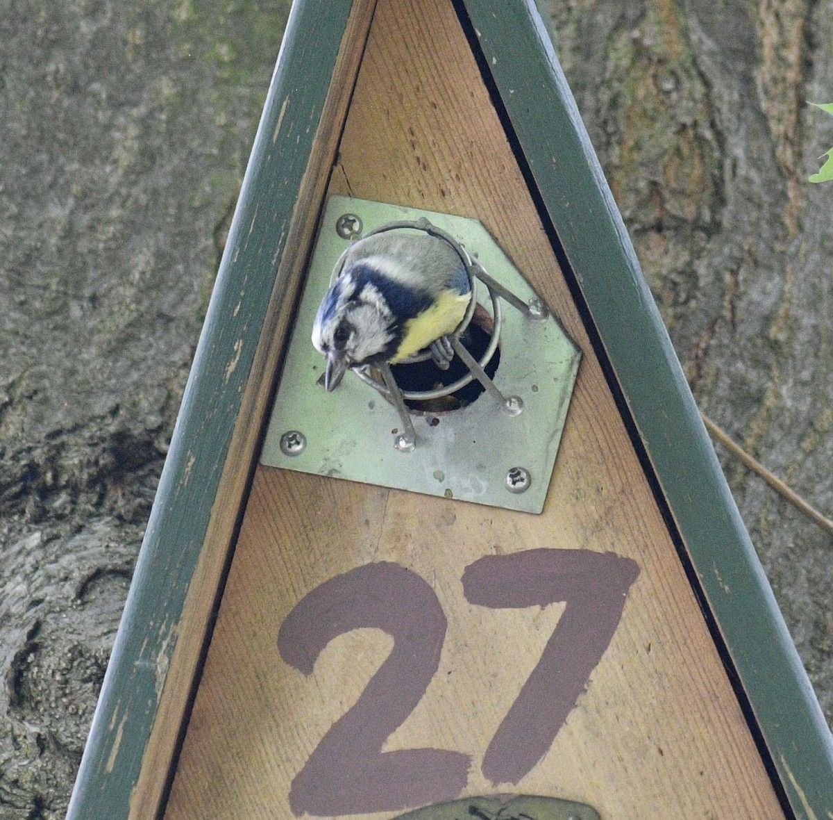 Eurasian Blue Tit - ML618658851