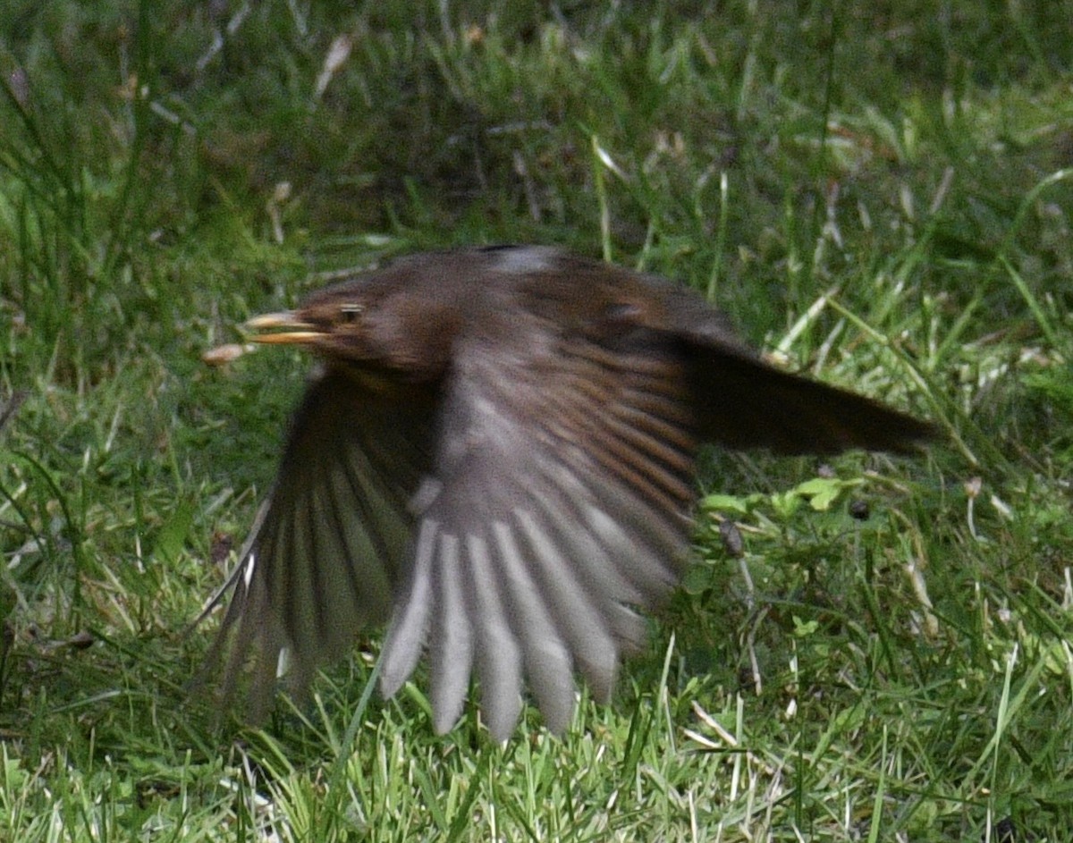 Eurasian Blackbird - ML618658855