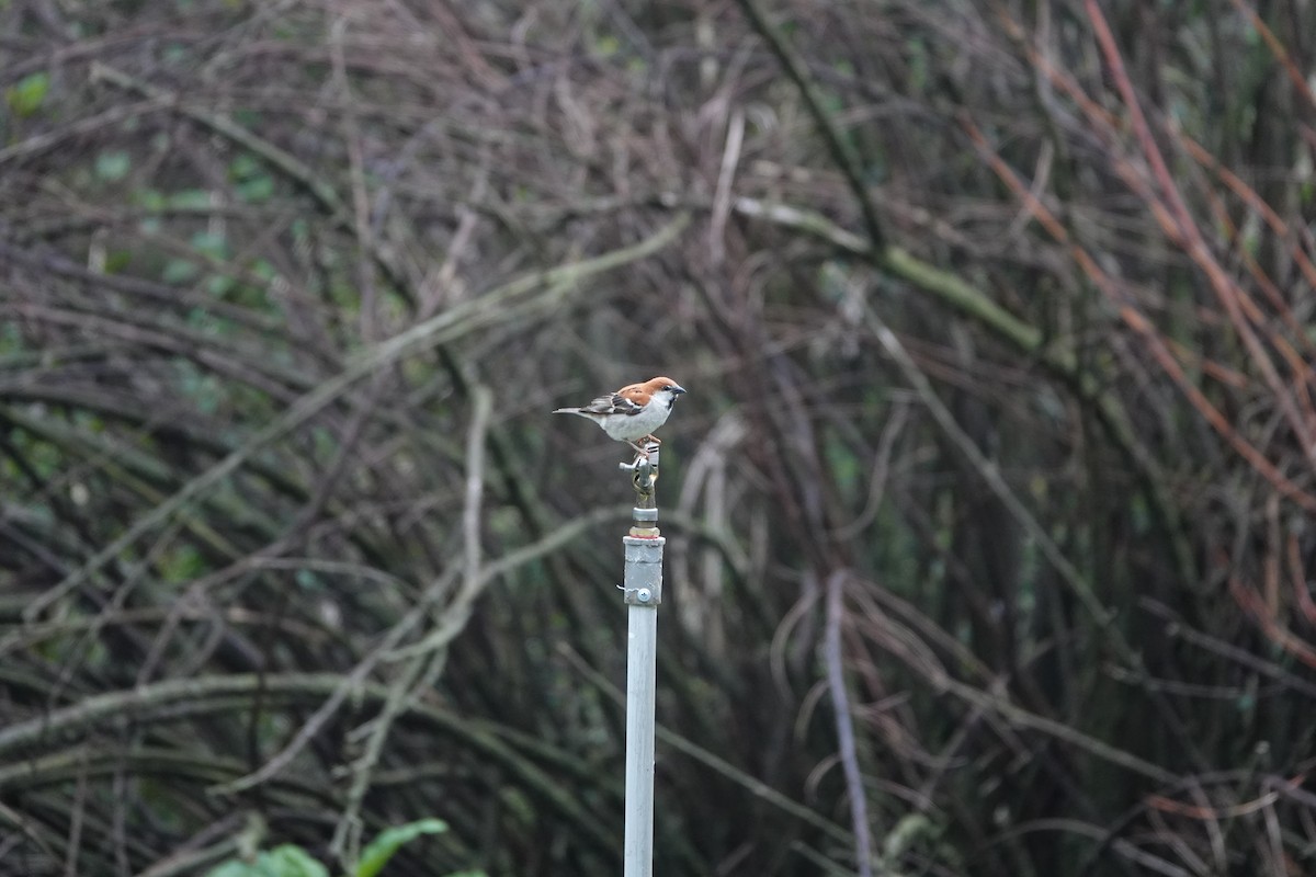 Russet Sparrow - ML618658872