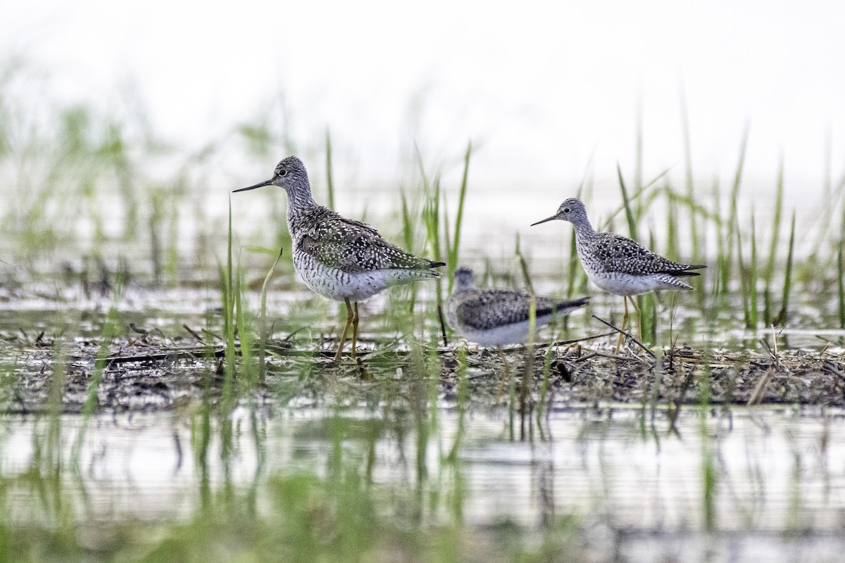 Greater Yellowlegs - ML618658882