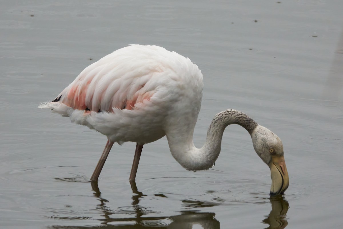 Greater Flamingo - ML618659001