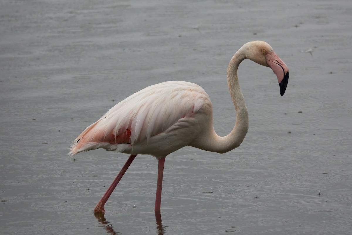 Greater Flamingo - ML618659002