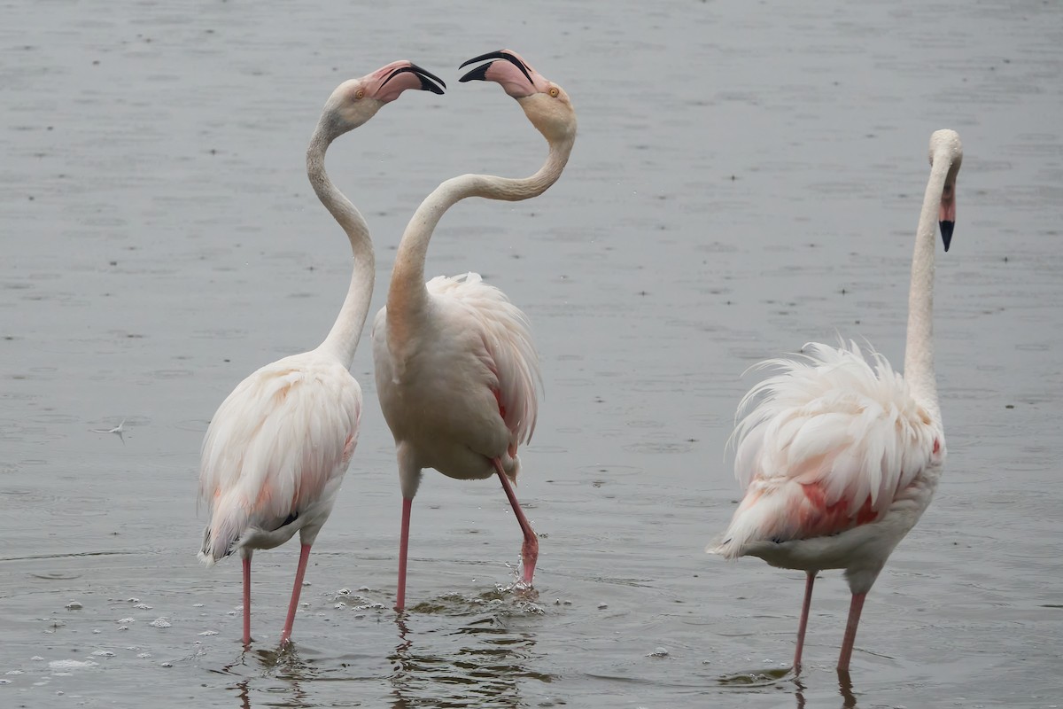 Greater Flamingo - ML618659004