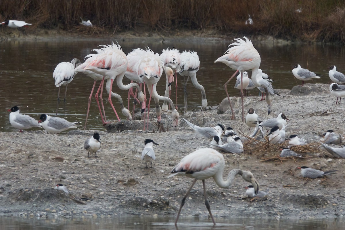 Greater Flamingo - ML618659007