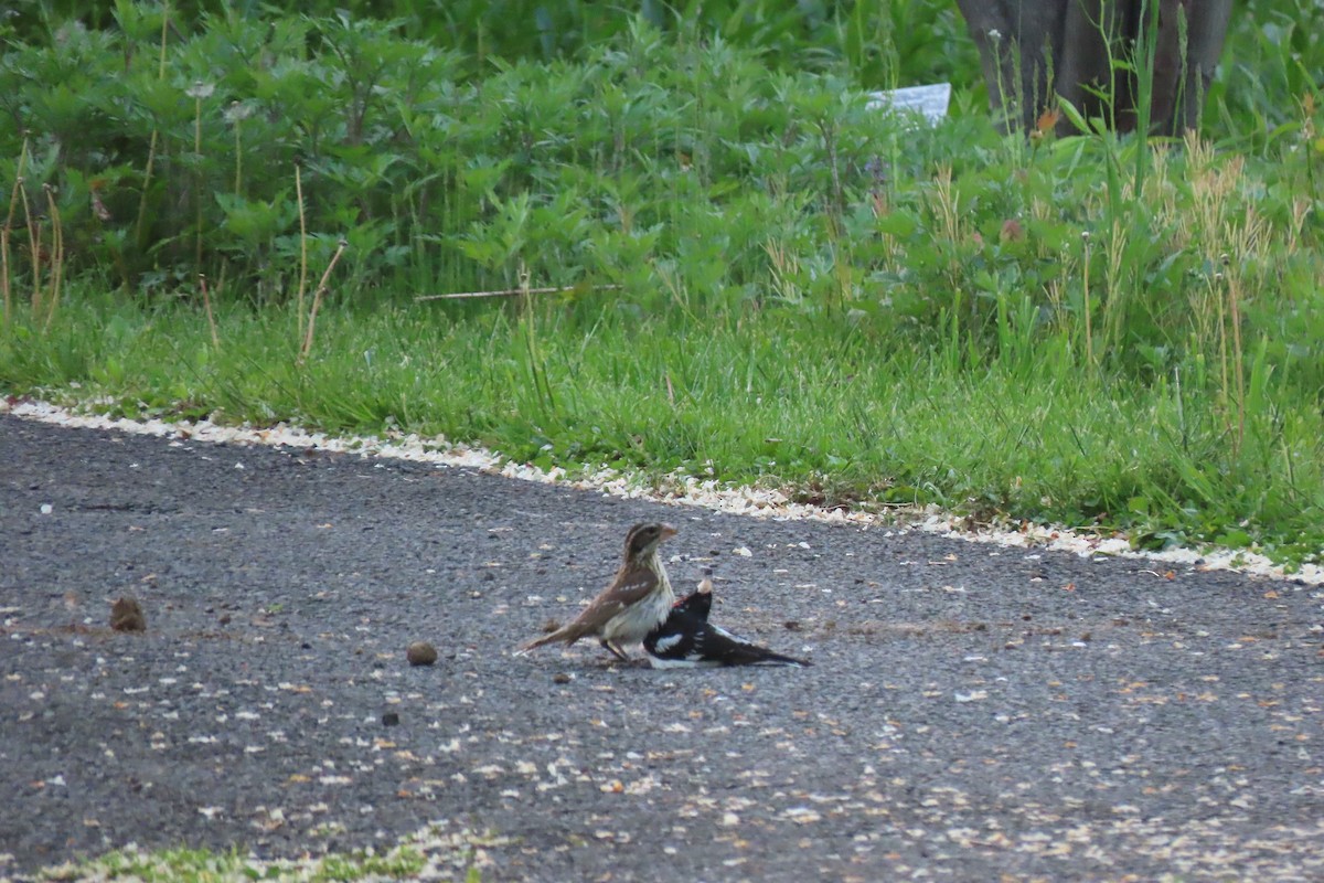 Rose-breasted Grosbeak - ML618659039