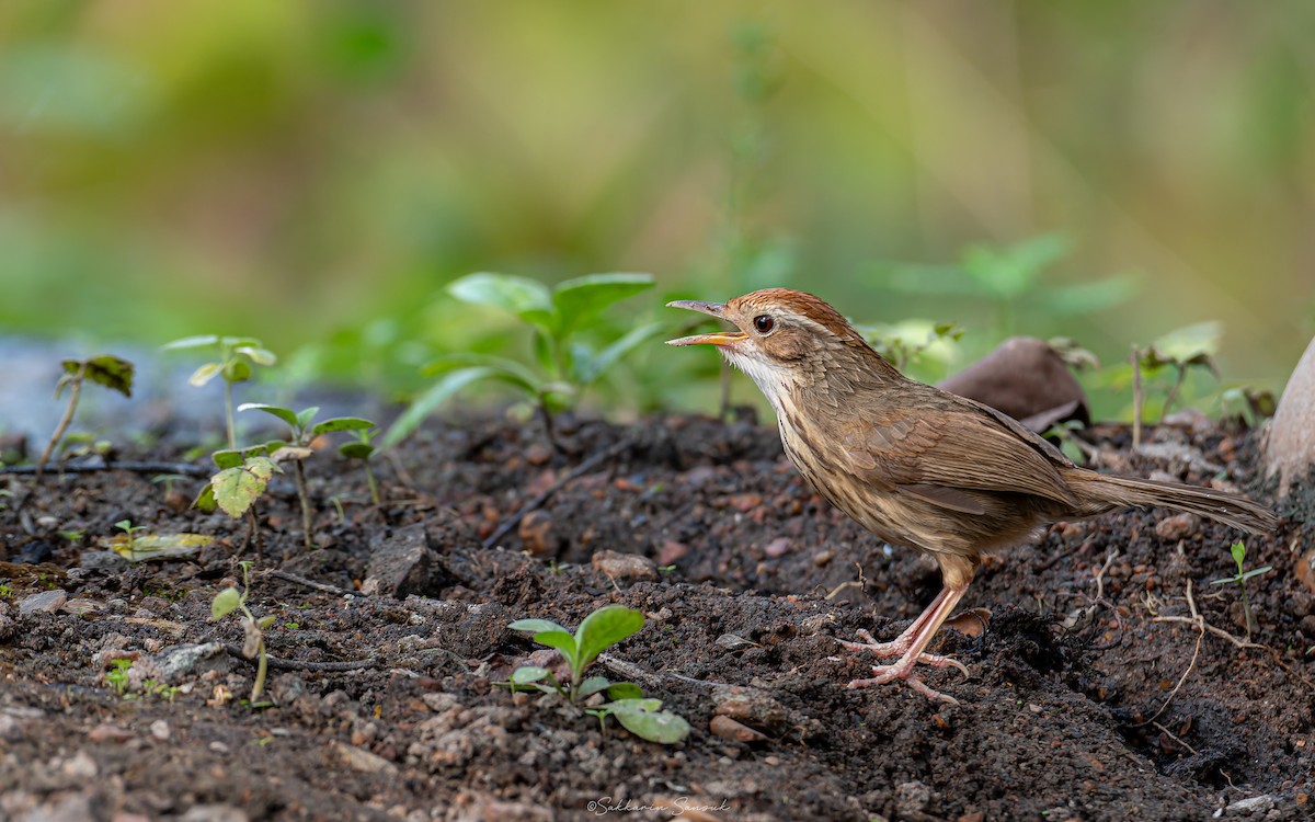 Puff-throated Babbler - Sakkarin Sansuk