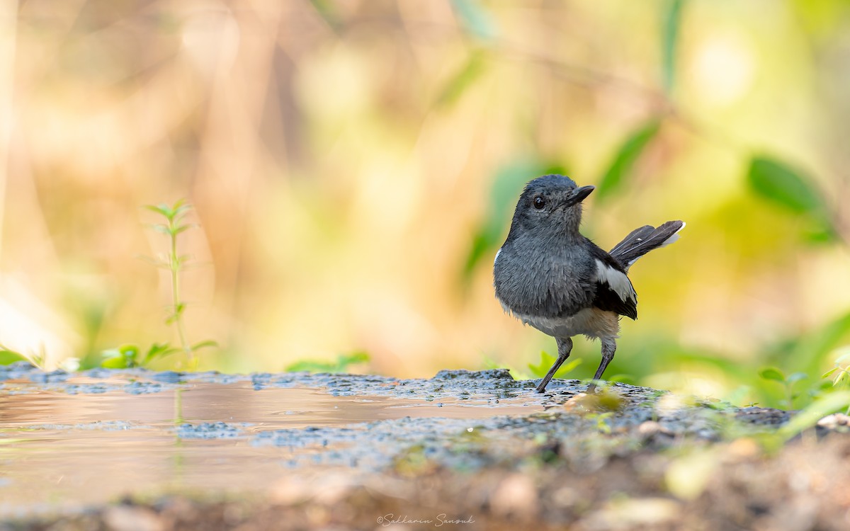 Oriental Magpie-Robin (Oriental) - ML618659069