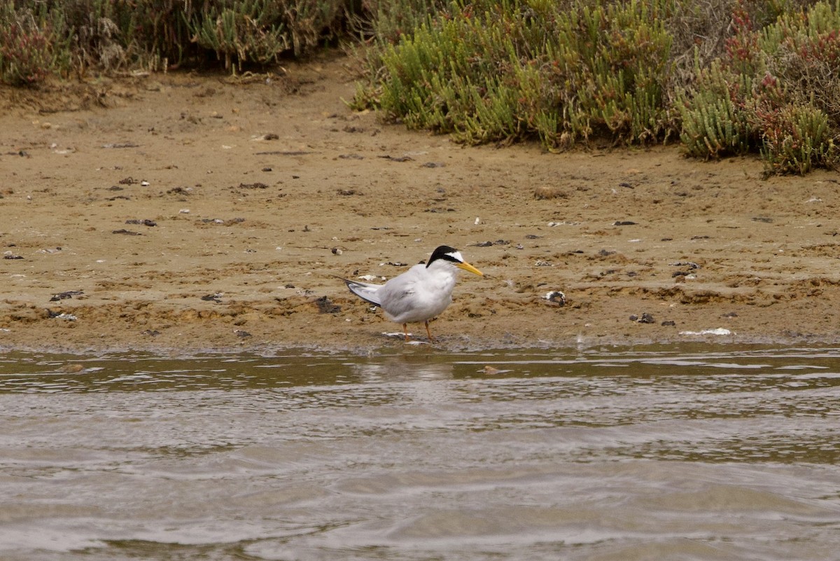 Little Tern - ML618659096