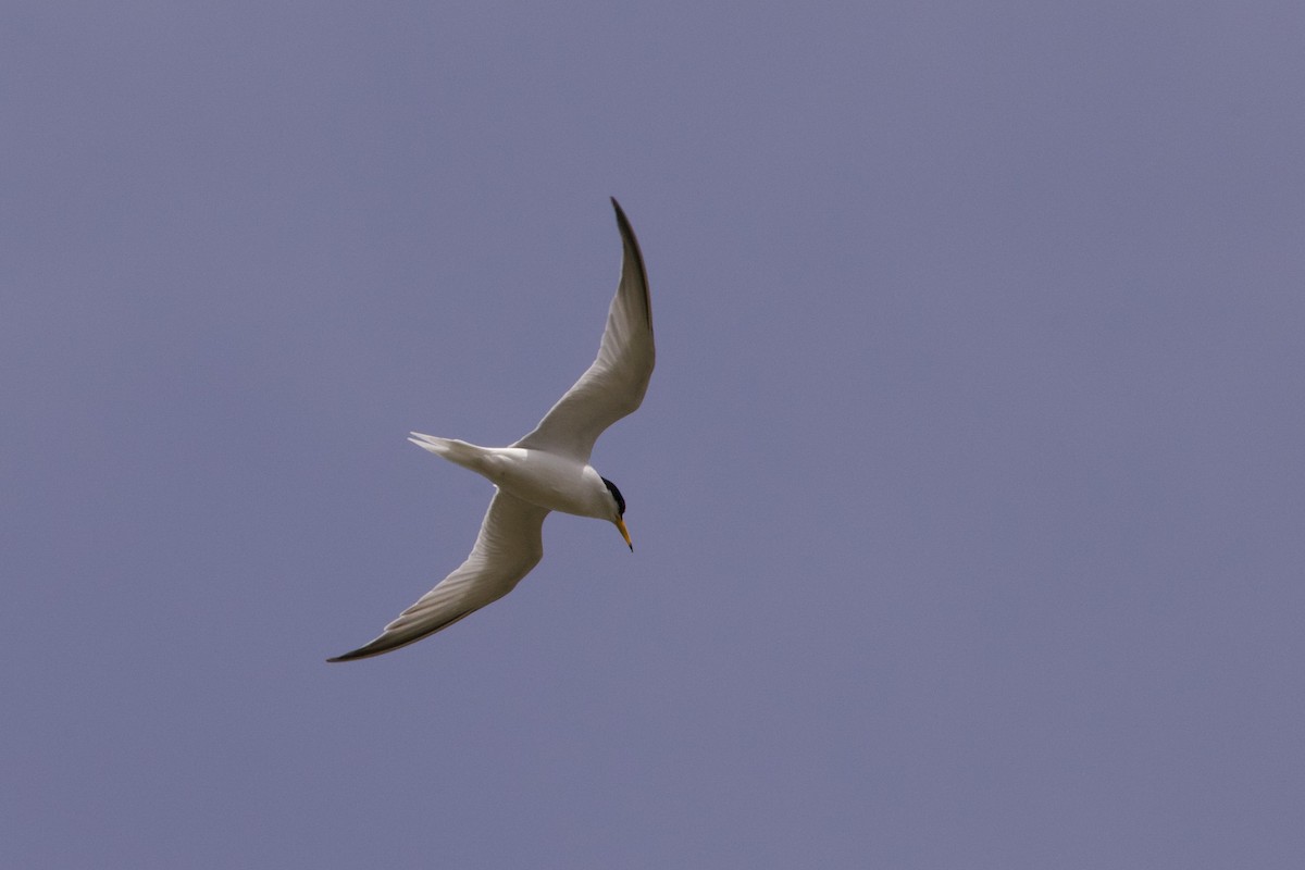 Little Tern - John Bruin