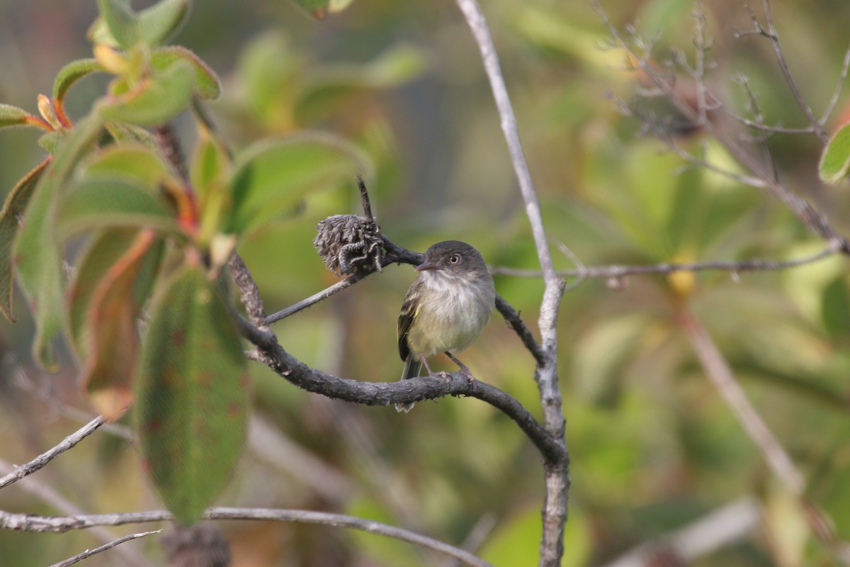 Pearly-vented Tody-Tyrant - Clyde Blum