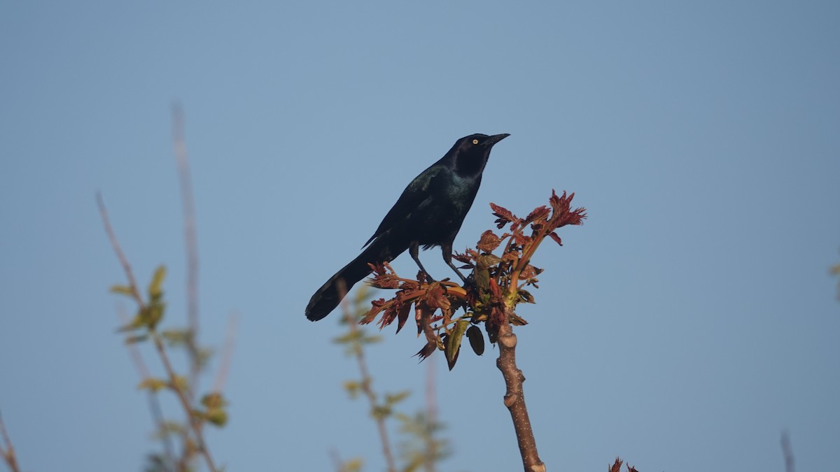 Boat-tailed Grackle - ML618659139