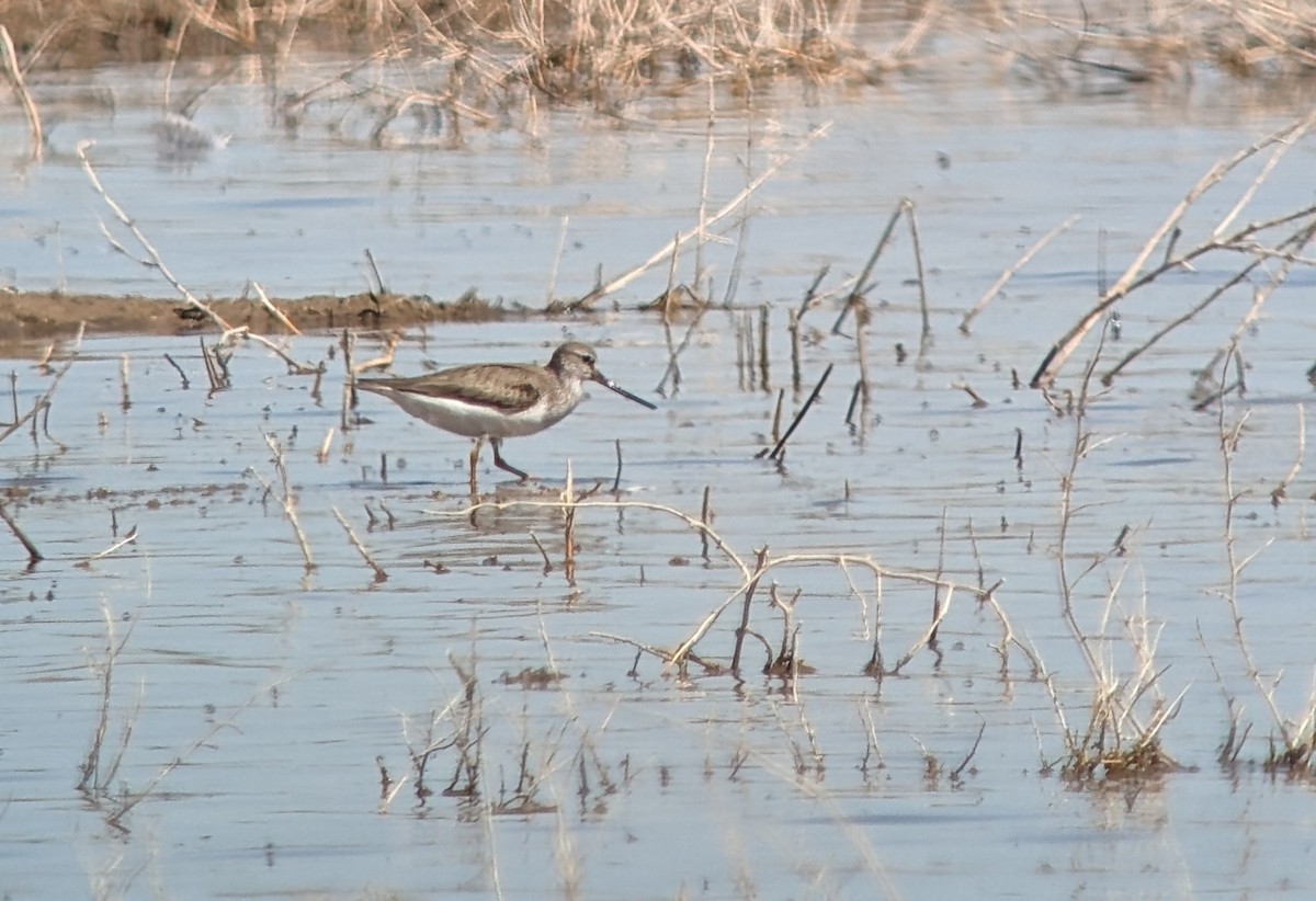 Terek Sandpiper - Jose Arcadio Calvo Rubio