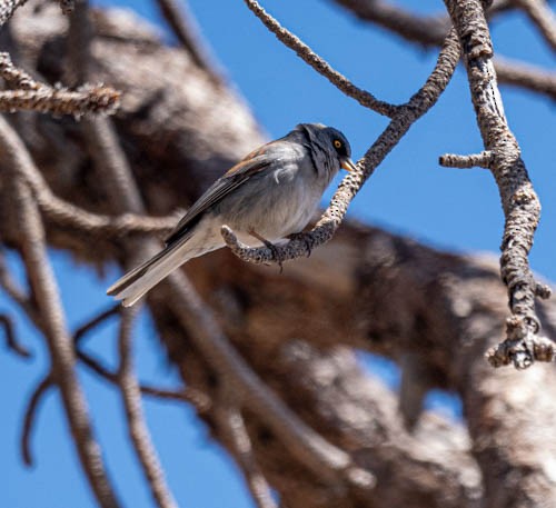 Yellow-eyed Junco - ML618659190