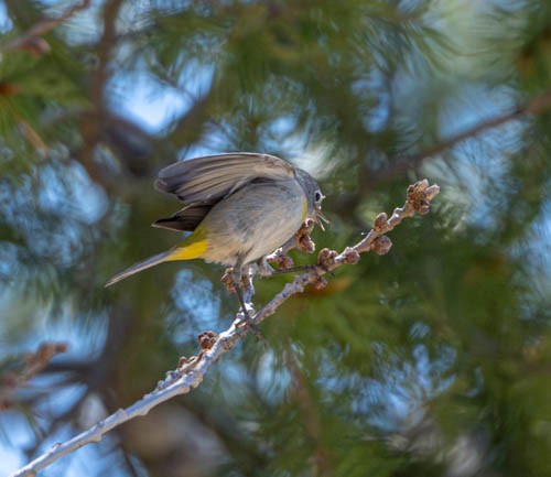 Virginia's Warbler - Carlton Cook