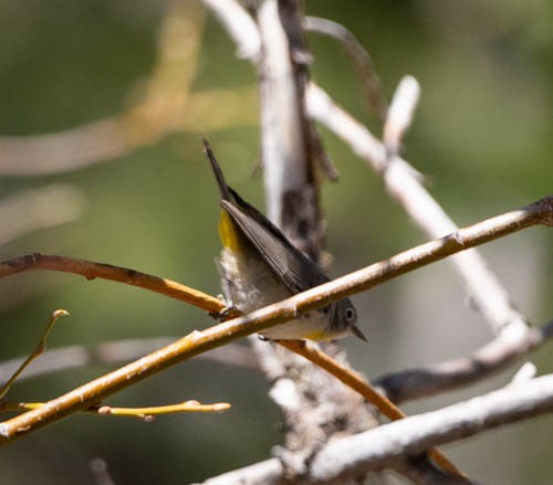 Virginia's Warbler - Carlton Cook