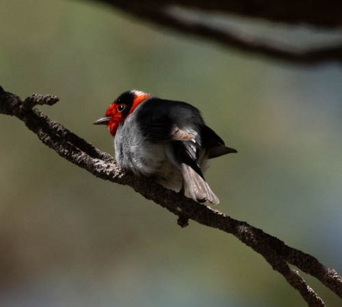 Red-faced Warbler - Carlton Cook