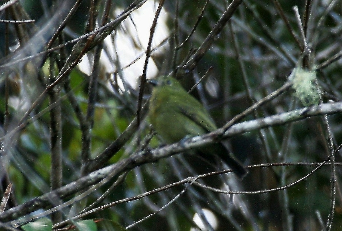 Olive Manakin - Clyde Blum