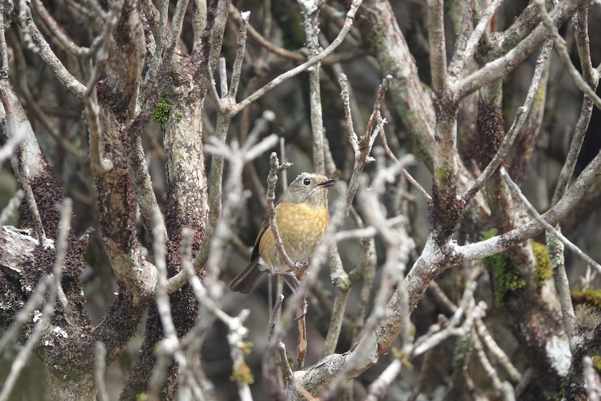 Collared Bush-Robin - Sheng Wun Jheng