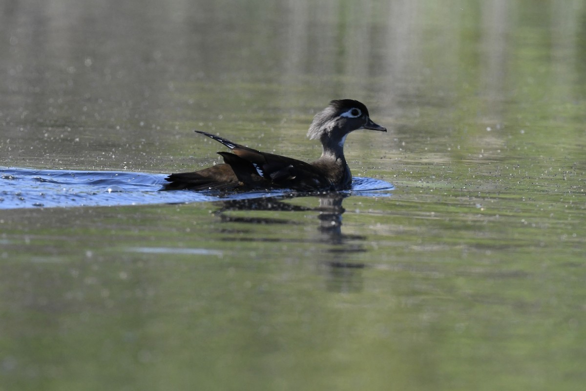 Wood Duck - ML618659272