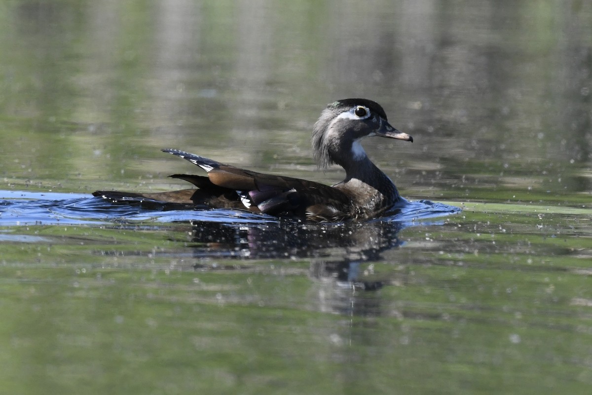 Wood Duck - ML618659275