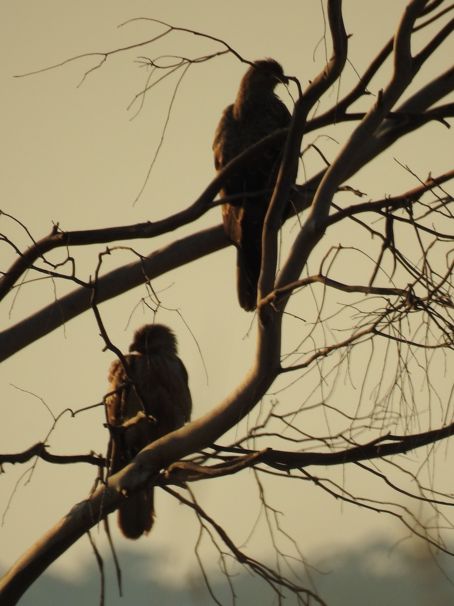 Whistling Kite - Kerry Vickers