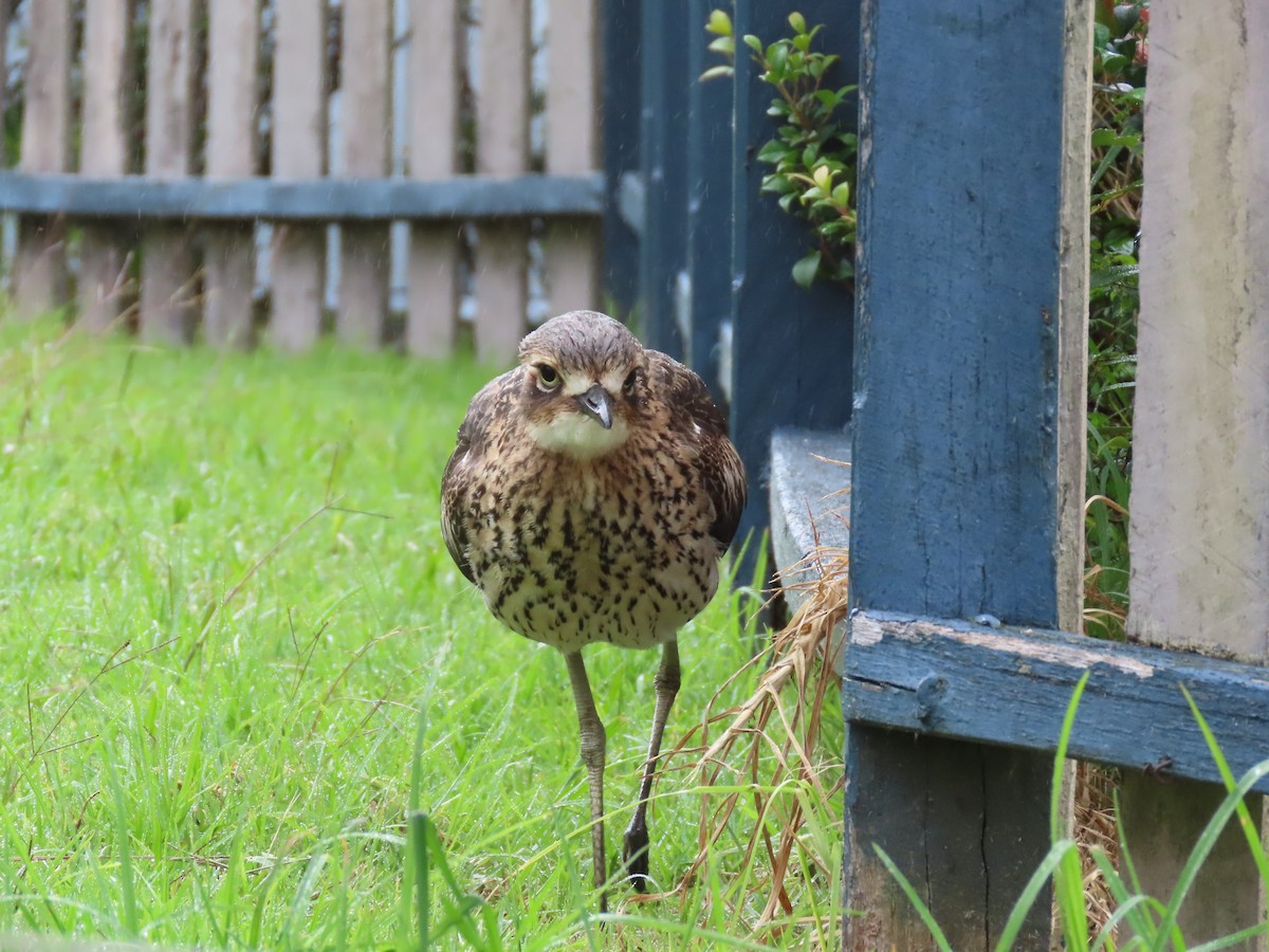 Bush Thick-knee - ML618659354