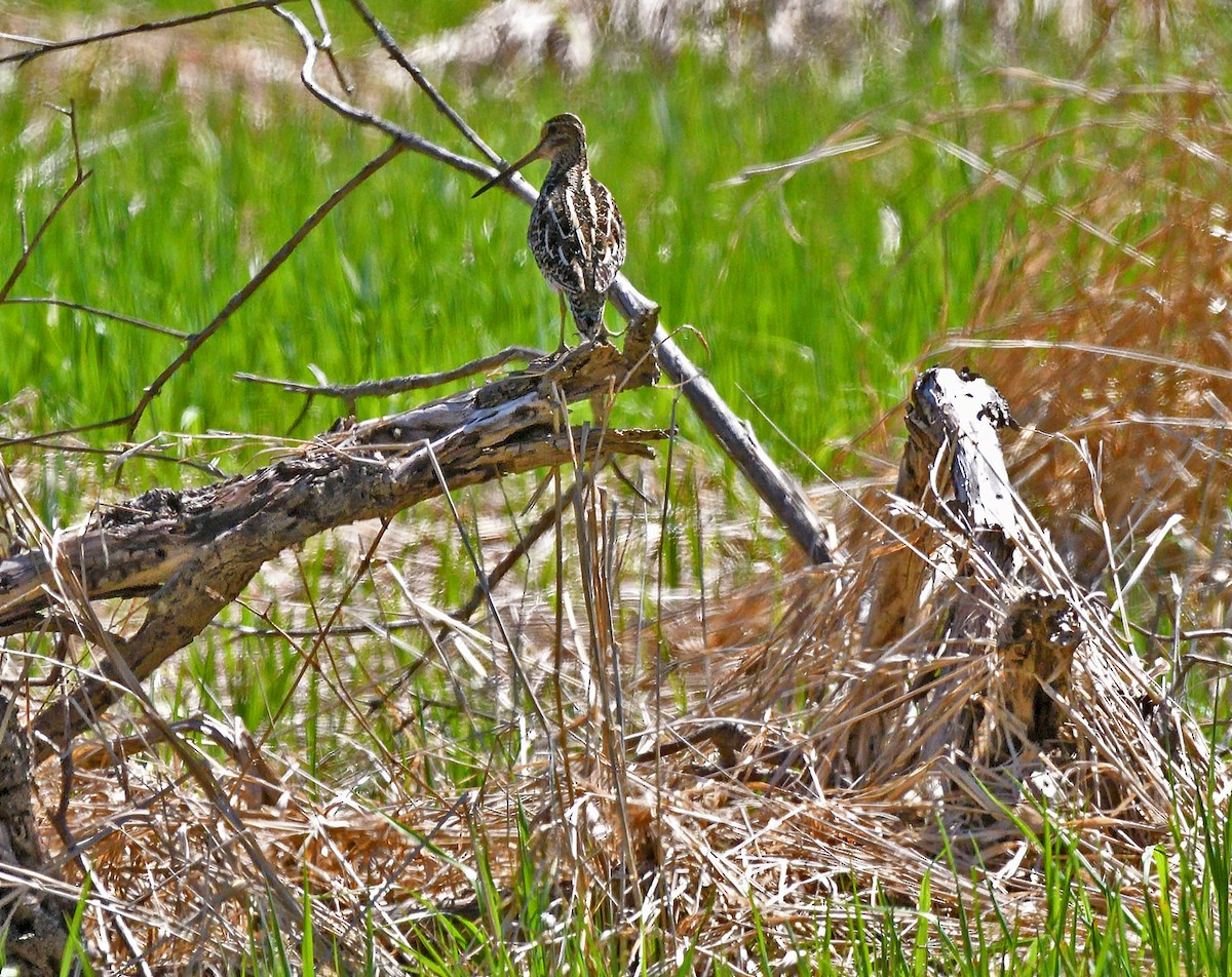 Wilson's Snipe - ML618659392