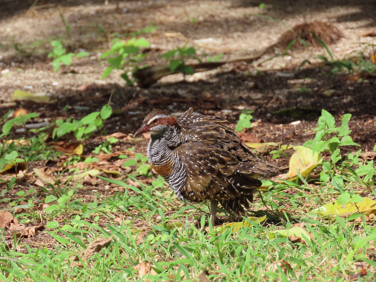 Buff-banded Rail - ML618659400